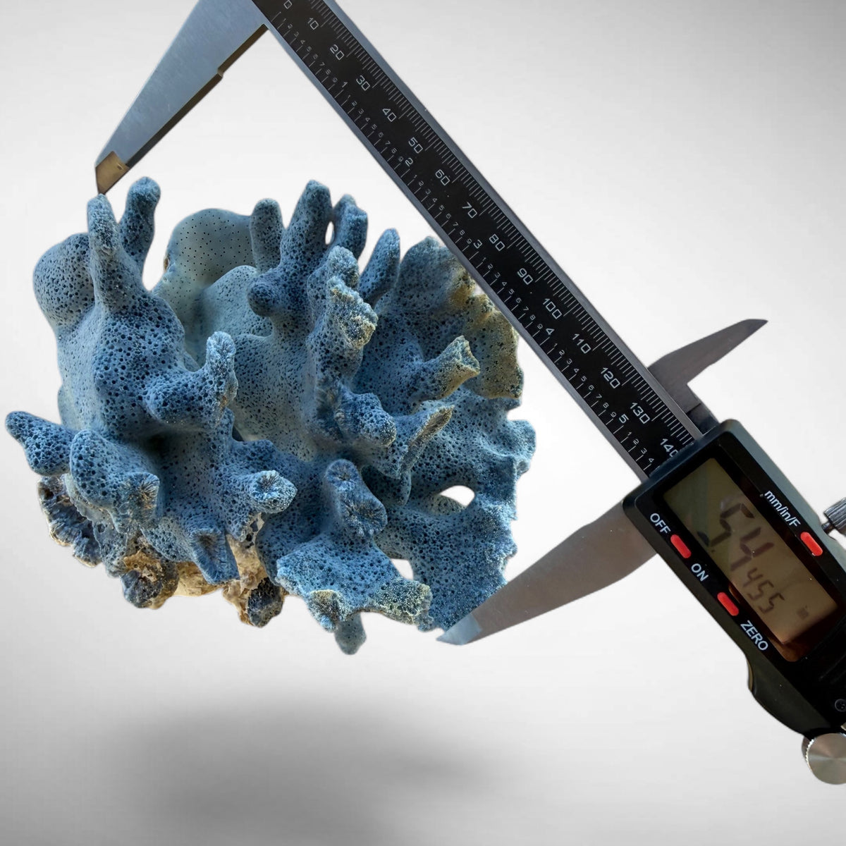 Blue Ridge Coral #1