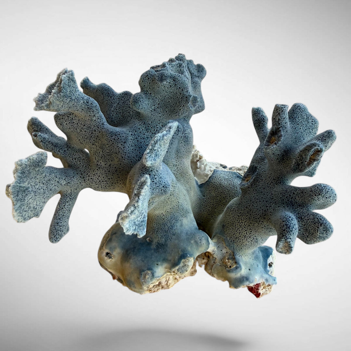Blue Ridge Coral #3
