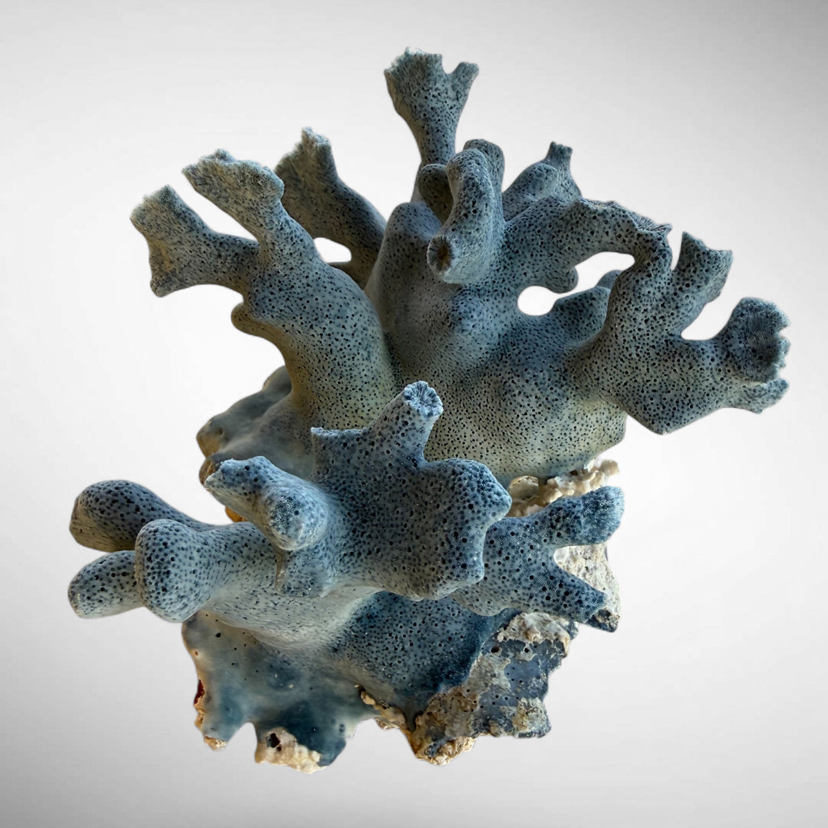 Blue Ridge Coral #3
