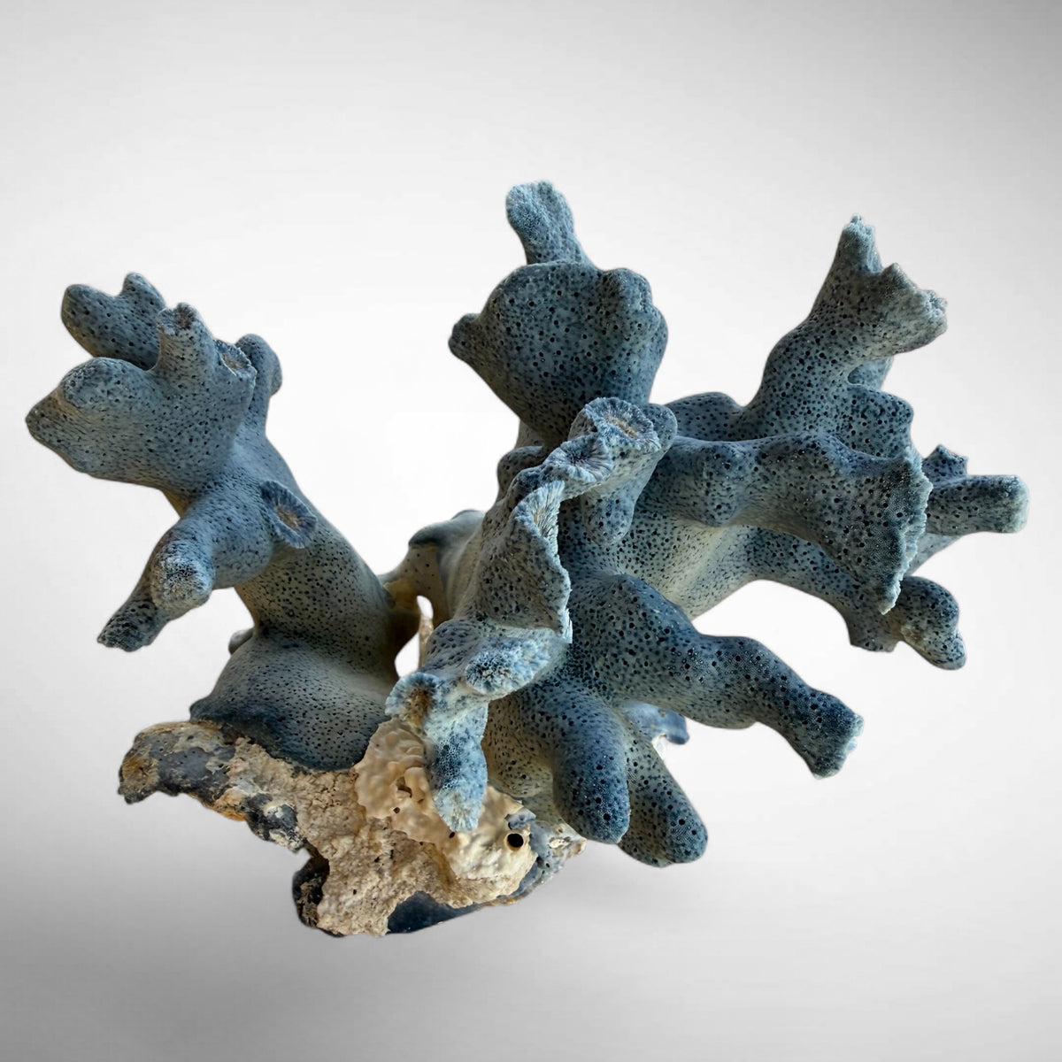 Blue Ridge Coral #3