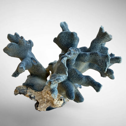 Blue Ridge Coral #3