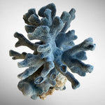 Blue Ridge Coral #4