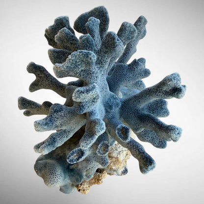 Blue Ridge Coral #4