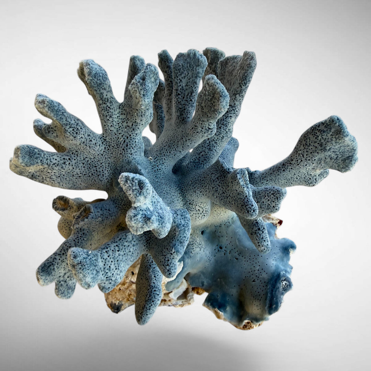 Blue Ridge Coral #4