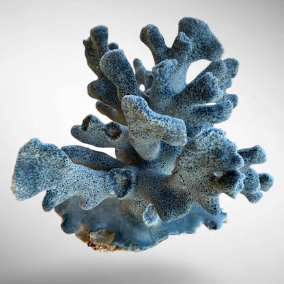 Blue Ridge Coral #4