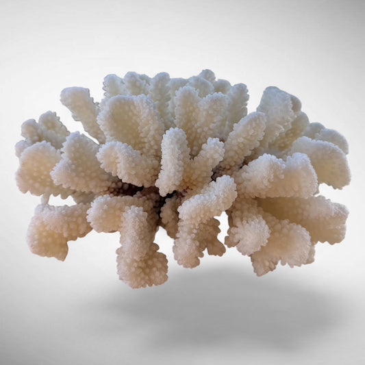 White Cauliflower Coral Specimen #1