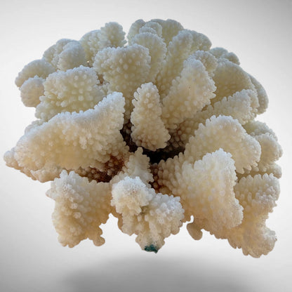 White Cauliflower Coral Specimen #1