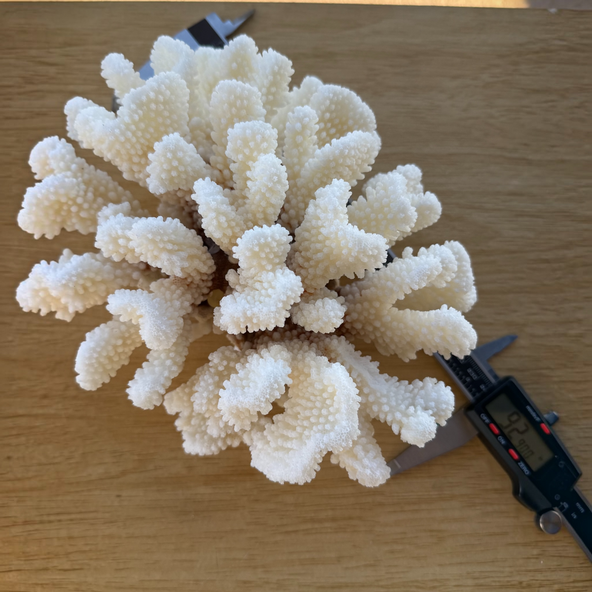 White Cauliflower Coral Specimen #1