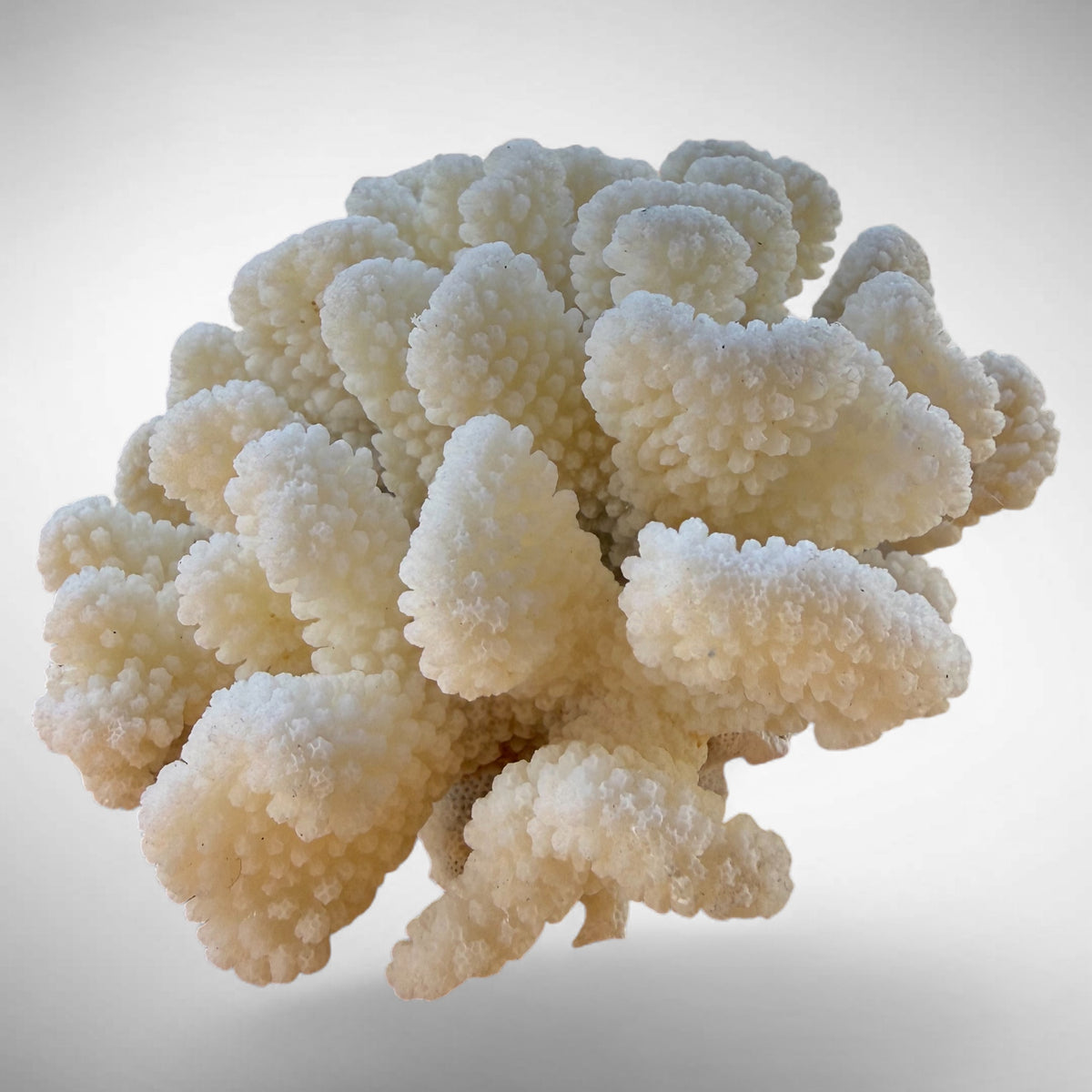 White Cauliflower Coral Specimen #2