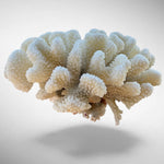 White Cauliflower Coral Specimen #2