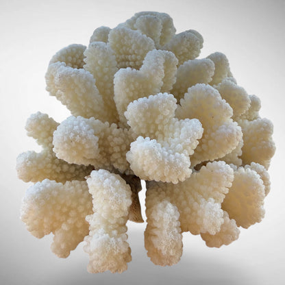 White Cauliflower Coral Specimen #2