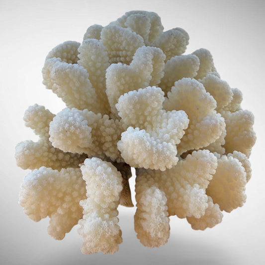 White Cauliflower Coral Specimen #2