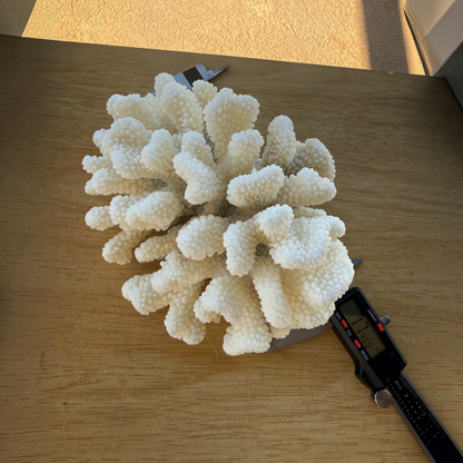 White Cauliflower Coral Specimen #2