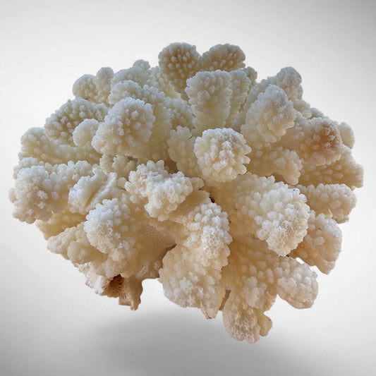White Cauliflower Coral Specimen #3