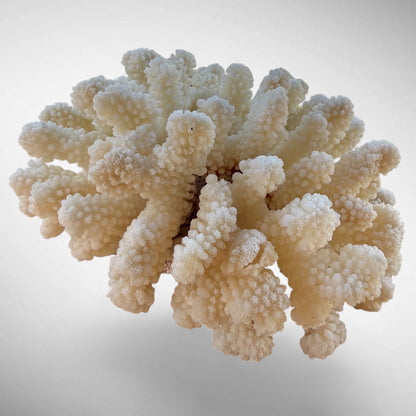 White Cauliflower Coral Specimen #3