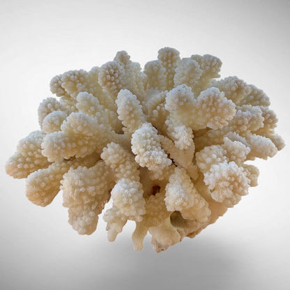 White Cauliflower Coral Specimen #3