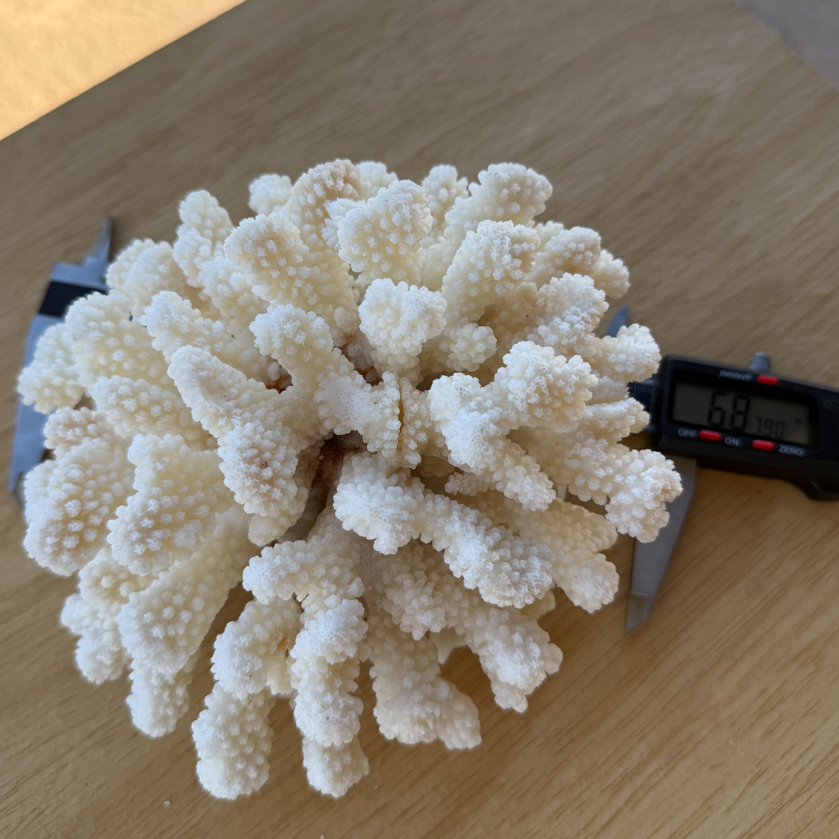 White Cauliflower Coral Specimen #3