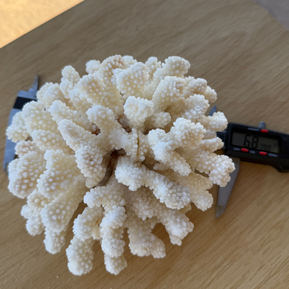 White Cauliflower Coral Specimen #3