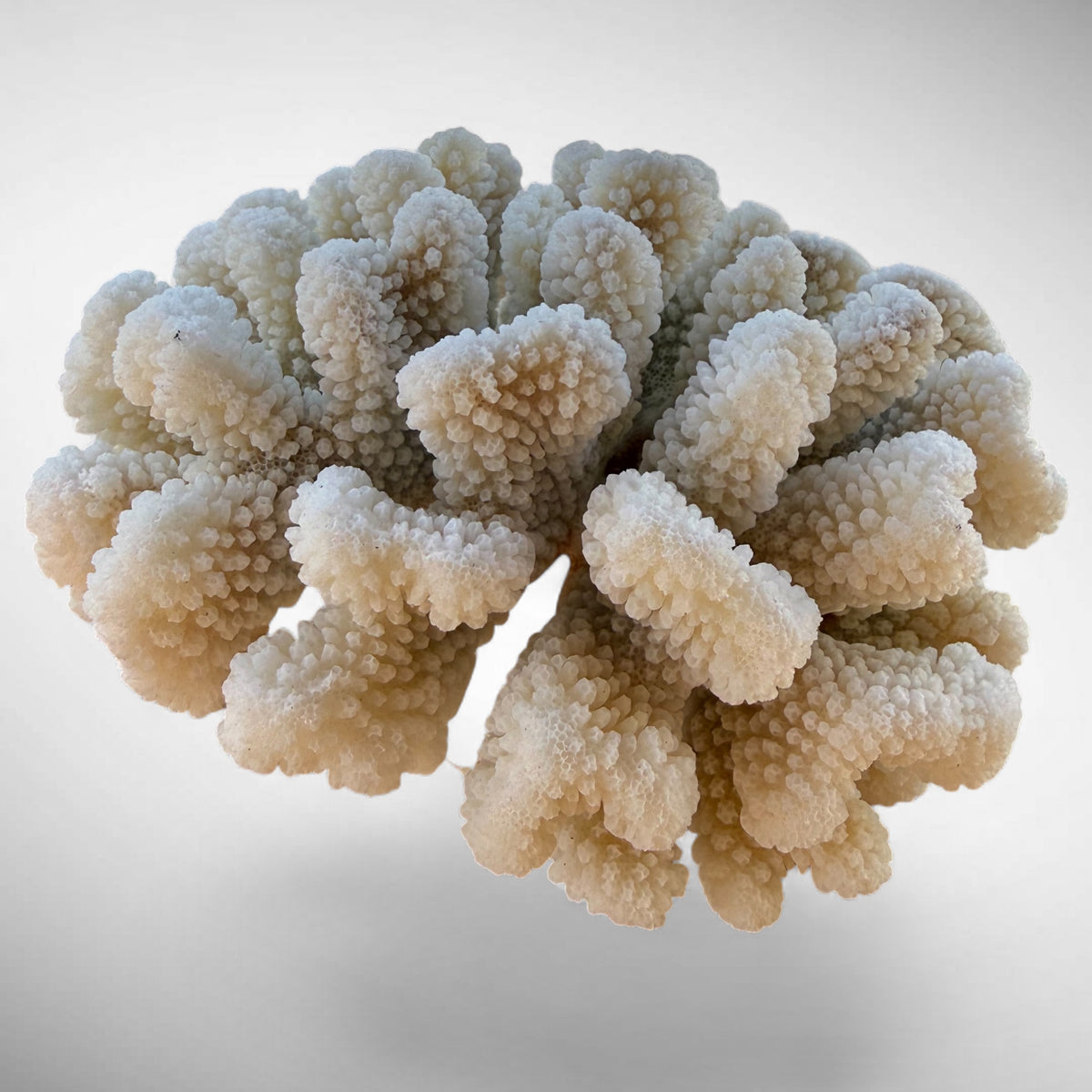 White Cauliflower Coral Specimen #4