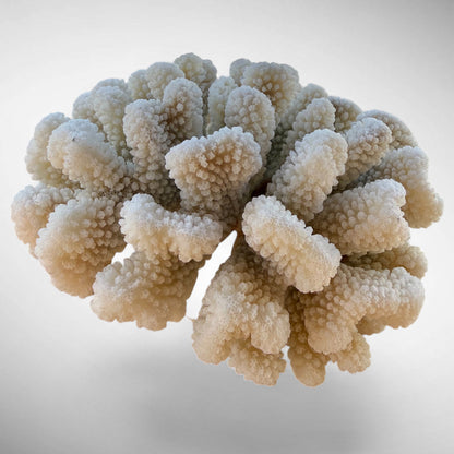 White Cauliflower Coral Specimen #4