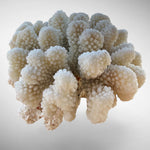 White Cauliflower Coral Specimen #4