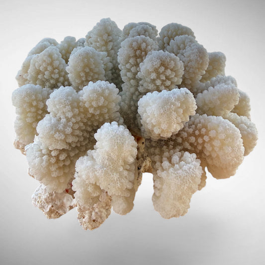 White Cauliflower Coral Specimen #4