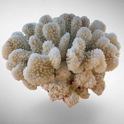 White Cauliflower Coral Specimen #4