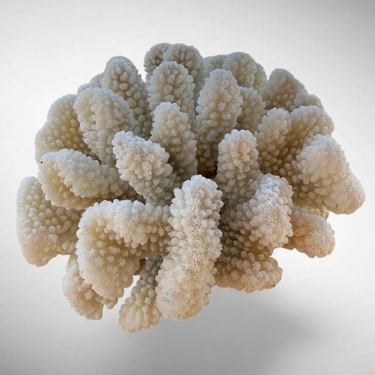 White Cauliflower Coral Specimen #4