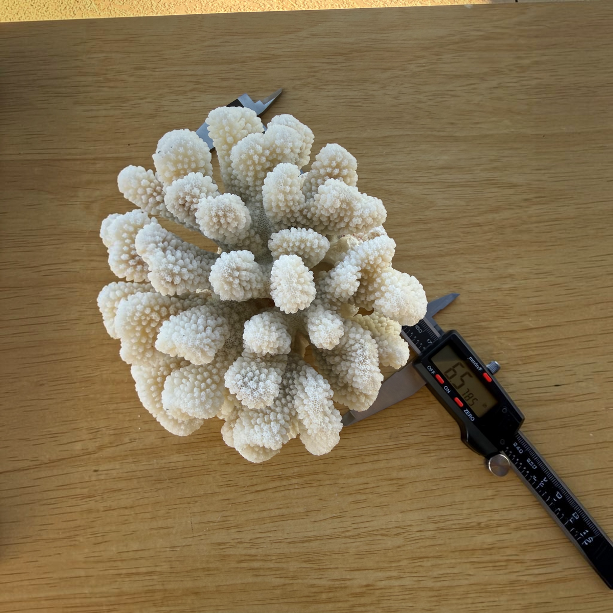White Cauliflower Coral Specimen #4