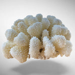 White Cauliflower Coral Specimen #5