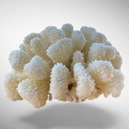 White Cauliflower Coral Specimen #5