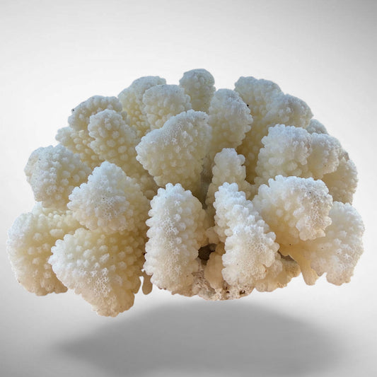 White Cauliflower Coral Specimen #5