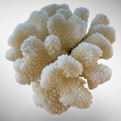White Cauliflower Coral Specimen #5