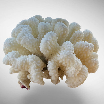 White Cauliflower Coral Specimen #5