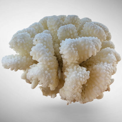 White Cauliflower Coral Specimen #5