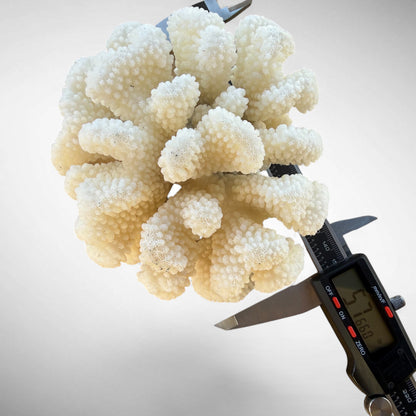 White Cauliflower Coral Specimen #5