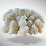 White Cauliflower Coral Specimen #6