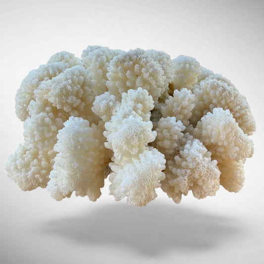 White Cauliflower Coral Specimen #6