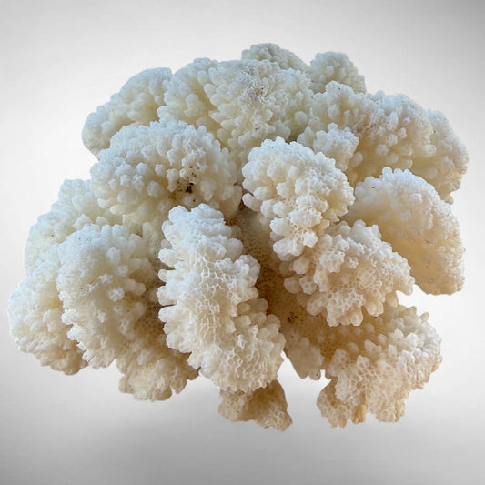 White Cauliflower Coral Specimen #6