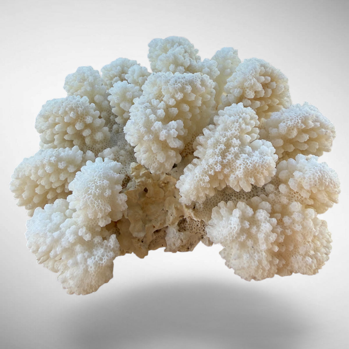 White Cauliflower Coral Specimen #6