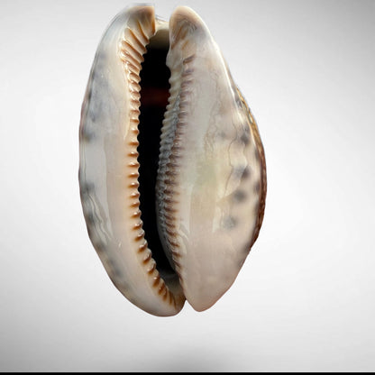 Arabian Cowrie (Mauritia arabica)