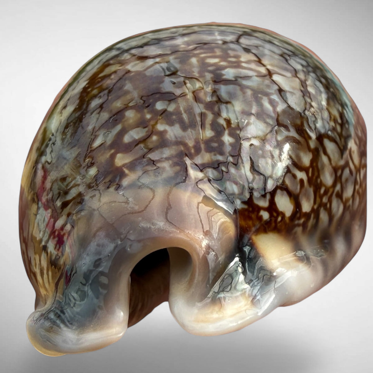 Arabian Cowrie (Mauritia arabica)