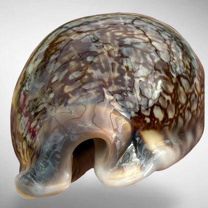 Arabian Cowrie (Mauritia arabica)