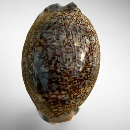 Arabian Cowrie (Mauritia arabica)