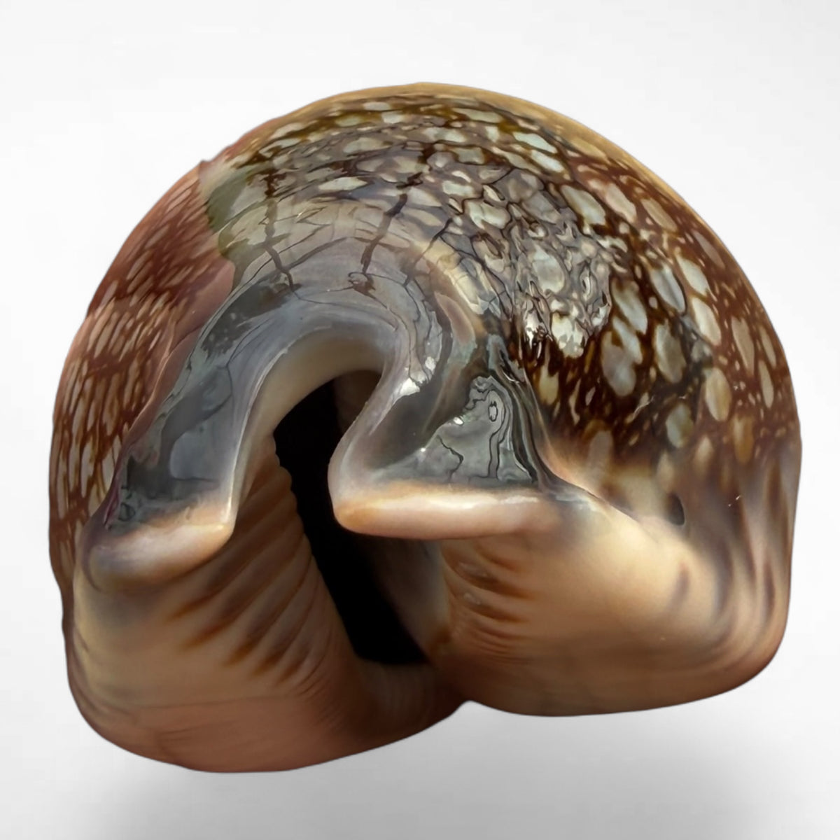 Arabian Cowrie (Mauritia arabica)