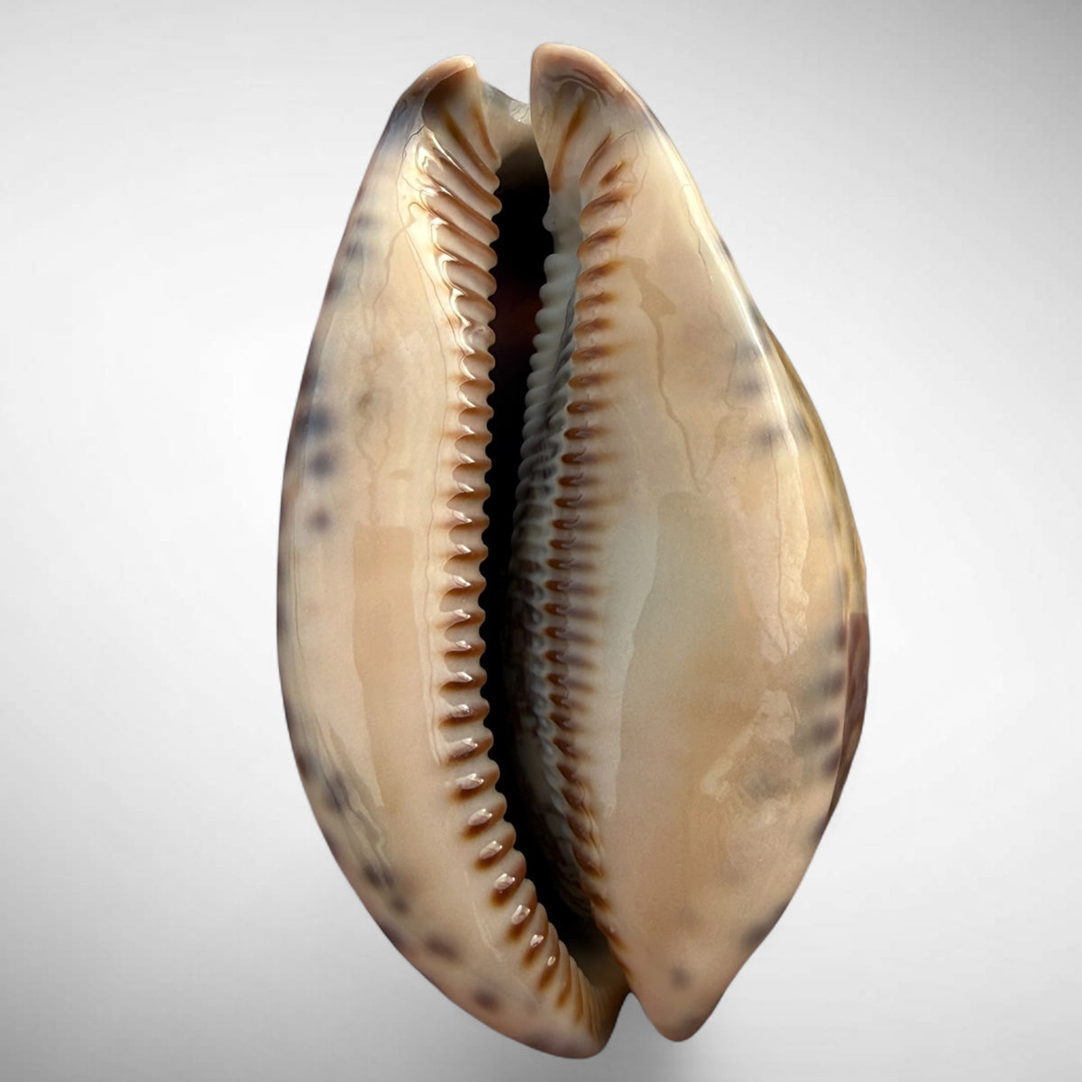Arabian Cowrie (Mauritia arabica)