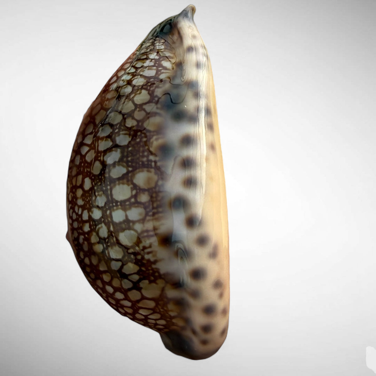 Arabian Cowrie (Mauritia arabica)