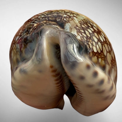 Arabian Cowrie (Mauritia arabica)