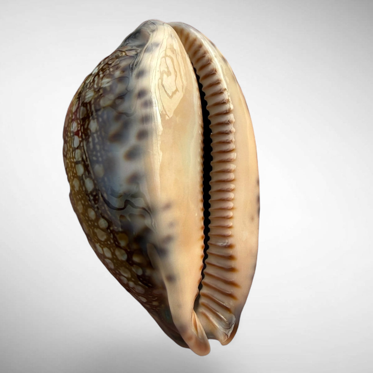 Arabian Cowrie (Mauritia arabica)