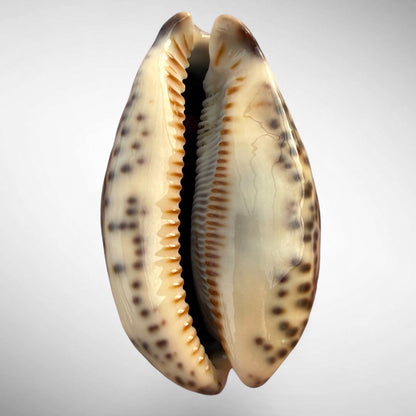 Arabian Cowrie (Mauritia arabica)